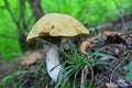 Leccinum pseudoscabrum