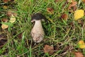 Leccinum scabrum aka Brown Birch Bolete