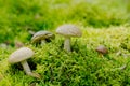 Leccinum scabrum Boletaceaeis an edible mushroom in the moss
