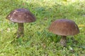 Leccinum scabrum - Brown Birch Bolete Royalty Free Stock Photo