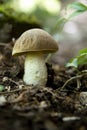 Mushroom belonging to the Boletaceae family