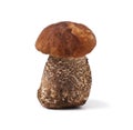 Leccinum scabrum