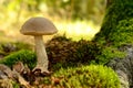 Leccinum scabrum mushroom Royalty Free Stock Photo
