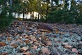 Leccinum scabrum mushroom is growing Royalty Free Stock Photo