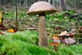 Leccinum scabrum mushroom Royalty Free Stock Photo