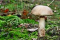 Leccinum scabrum mushroom Royalty Free Stock Photo