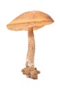 Leccinum scabrum Royalty Free Stock Photo