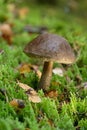 Leccinum scabrum rough-stemmed bolete mushroom in the forest, nature background