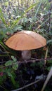 Leccinum scabrum Royalty Free Stock Photo