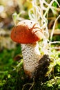 Leccinum versipelle in Freiberg Saxony