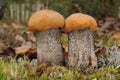 Leccinum versipelle fungus Royalty Free Stock Photo