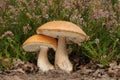 Leccinum versipelle fungus Royalty Free Stock Photo