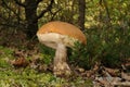 Leccinum versipelle fungus Royalty Free Stock Photo