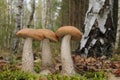 Leccinum versipelle fungus Royalty Free Stock Photo