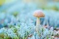 Leccinum versipelle little mushroom in moss lichen Cladonia rangiferina. Beautiful orange birch bolete in autumn forest