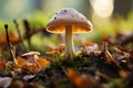 Leccinum versipelle mushroom in autumn forest, an edible delight