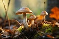 Leccinum versipelle mushroom in autumn forest, an edible delight