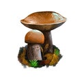 Leccinum versipelle mushroom digital art illustration. Boletus testaceoscaber veggie, watercolor print orange birch