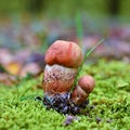 Leccinum versipelle mushroom