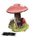 Leccinum vulpinum mushroom digital art illustration with inscription. Boletus vulpinus, foxy bolete realistic clipart.