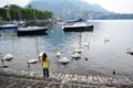 Little girl watching a great number of white swans swimming in the water.