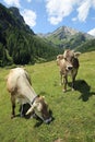 Lechtal Alps Royalty Free Stock Photo