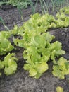 Young Lettuce Greens in Making Royalty Free Stock Photo