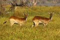 The Lechwe is an antelope found in wetlands