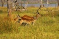 The Lechwe is an antelope found in wetlands