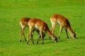 Lechwe (Kobus leche) Royalty Free Stock Photo