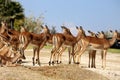 Antilope lechwe or Kobus leche