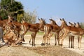Antilope lechwe or Kobus leche