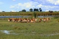 Lechwe Kobus leche or South Lechwe, a herd at the reservoir.Okavango River Delta landscape