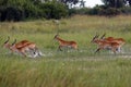 The lechwe Kobus leche, or southern lechwe, herd running through the swamp