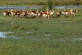 The lechwe Kobus leche, or southern lechwe, herd at the water reservoir