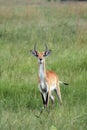 The lechwe Kobus leche, a young male searching for danger. A young antelope in the green grass blows to detect danger