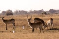 Lechwe in Moremi Royalty Free Stock Photo