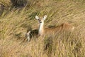 Lechwe in Okavango Delta Royalty Free Stock Photo