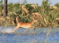 Lechwe running