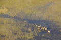 Lechwe in water Royalty Free Stock Photo