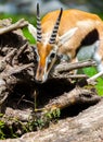 Lechwe waterbuck sniffles Royalty Free Stock Photo