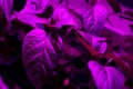 LED grow full spectrum lights. Bell pepper homegrown young plant with leaves under ultraviolet UV LED plant lights for cultivation Royalty Free Stock Photo