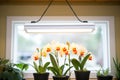 led grow lights shining on orchids indoors Royalty Free Stock Photo