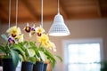 led grow lights shining on orchids indoors Royalty Free Stock Photo