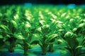 LED lighting for growing vegetables. green option refers, which provides energy-efficient and environmentally