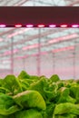 LED lighting used to grow lettuce inside a Dutch greenhouse