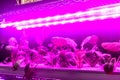 Vegetable grow with Led plant growth Light in greenhouse