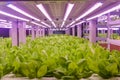 Romaine lettuce vertical farm Vertical agriculture indoor farm light Royalty Free Stock Photo