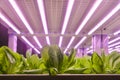 vertical farm Vertical agriculture indoor farm Led Light Royalty Free Stock Photo