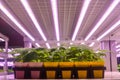 young seedling grow with Led Light